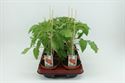 Afbeelding van Tomaat. Ronde tomaat (12cm pot) Bio